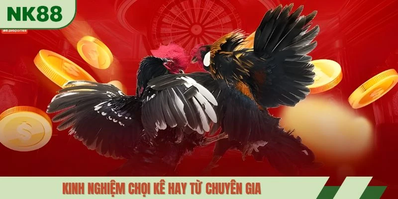 Kinh nghiệm chọi kê hay từ chuyên gia